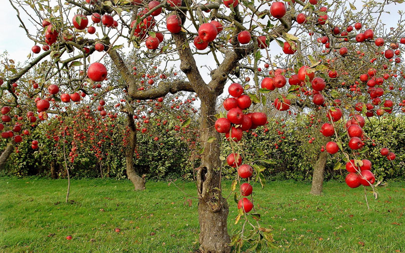 SHIMLA APPLE