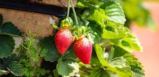 Mahabaleshwar Package
